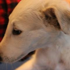 Borzoi Puppies from Secret Garden Borzois
