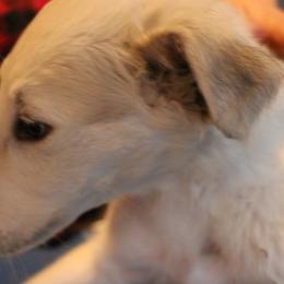 Borzoi Puppies from Secret Garden Borzois
