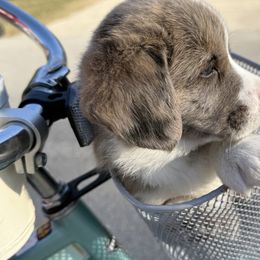 Cardigan Welsh Corgi Puppies from Squires Corgi Cottage