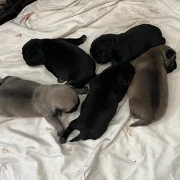 Pugs from Lynnette's Pugs