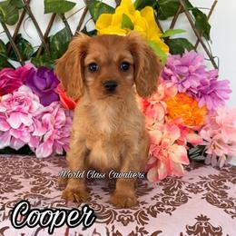 Cooper - Ruby male Cavalier King Charles Spaniel puppy in Hollywood, Florida from World Class Cavaliers