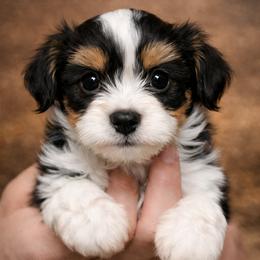 Boy 2 - male Havanese puppy in Kinston, North Carolina from Colhaven Havanese