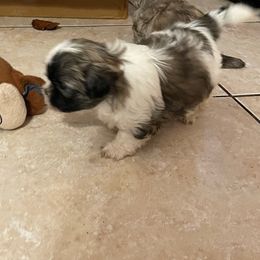 Shih Tzu Puppies from LiL ShihtZ