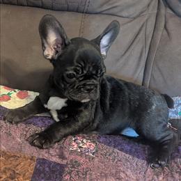 Lilly - Brindle and white female French Bulldog puppy in Hollow Rock, Tennessee from Cedarhills