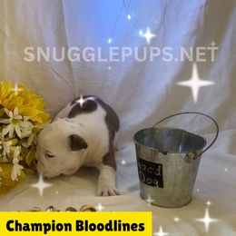 Sir Gilbert - Fawn brindle and white male Bulldog puppy in Tremonton, Utah from Snuggle Pups