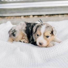 Neptune - Blue merle male Miniature Australian Shepherd puppy in Enoch, Utah from Twisted H Aussies