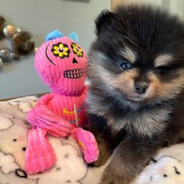 Pomeranian Puppies from Nikki’s lil Pomeranians