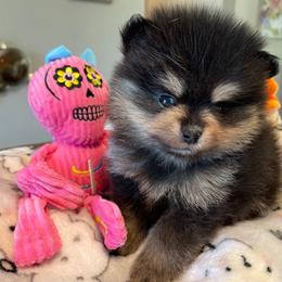 Pomeranian Puppies from Nikki’s lil Pomeranians