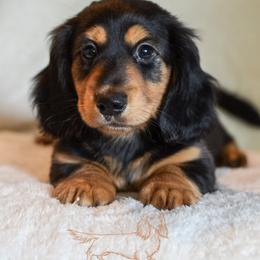 Moose - Black and tan male Dachshund puppy in Waco, Texas from LHC Dachshunds
