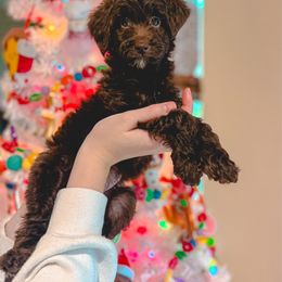 Alice - Chocolate female Goldendoodle puppy in Ocoee, Tennessee from Liberty Creek Farms