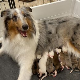 Collie Puppies from Saltwater Collies LLC