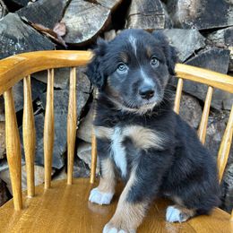 Maple - Black tri-color female Australian Shepherd puppy in Hillsboro, Oregon from Delaney's Australian Shepherds