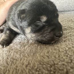 Registered Girl 1 - Black and tan female Shiba Inu puppy in Harrodsburg, Kentucky from Kurtz Family Shibas
