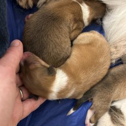 Penny - White female Collie puppy in Abilene, Texas from Regal Lassie's