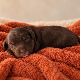 Lakyn - Chocolate female Cavapoo puppy in Floyd, Virginia from Hearts and Paws Poodles and Doodles