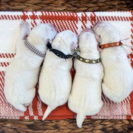 4th pick Male - Yellow male Labrador Retriever puppy in Mt. Vernon, Texas from Bohlken Labradors