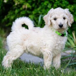 Cassiopeia - White female Poodle puppy in Pleasant Grove, Utah from Out of This World Poodles