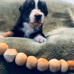 Reba - Black tri-color female Australian Shepherd puppy in Mckenzie, Tennessee from Whispering Iris Aussies