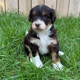 Nashville - Red tri-color male Aussiedoodle puppy in Heber City, Utah from Junipersdoodles