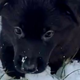 German Shepherd Puppies from Shadow Wraith German Shepherds