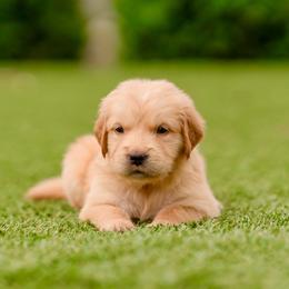 Jewel  (Dark Pink Collar) - Golden female Golden Retriever puppy in Oregon from A Goldens First Love