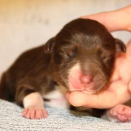 MadHatter - Red tri-color male Australian Shepherd puppy in Star City, Arkansas from Blush & Lace Aussie Co.