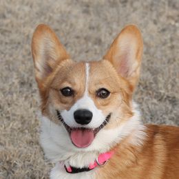Bridget - Pembroke Welsh Corgi