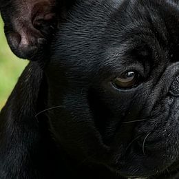 Ada - French Bulldog