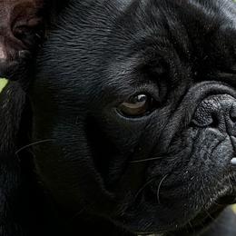 Ada - French Bulldog