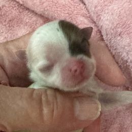 Girl 4 - Orange parti female Pomeranian puppy in Silver Springs, New York from Humehill