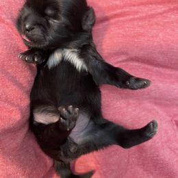 Angel (wings) girl 1 - Black female Shih Tzu puppy in Hematite, Missouri from Free Range Shih Tzus