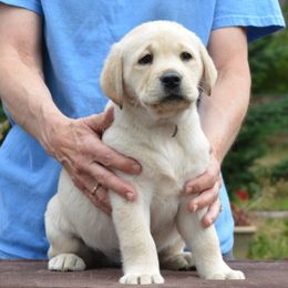 Labrador Retriever Puppies from SciFi Labradors