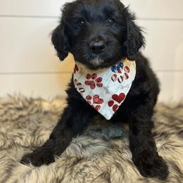Bordoodle Puppies from Circle R Valley Farms