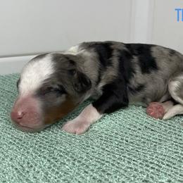 Twig - Blue merle male Bernedoodle puppy in Henry, Illinois from Rowe Farms Doodles