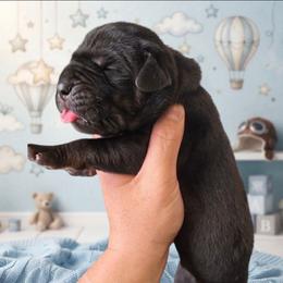 LIONEL Black tan or brindle point green - Black male Great Dane puppy in Port Clinton, Ohio from LakeSide Danes