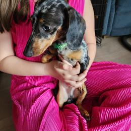 Dachshund All Grown Up from Sausage Squad Kennels