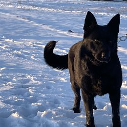 Athena - German Shepherd