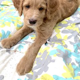 Double Doodle Puppies from Riverside Doodles in Seattle