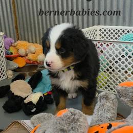 Cherish - Black rust and white female Bernese Mountain Dog puppy in Radcliffe, Iowa from Berner Babies