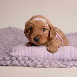 Shasta - Dark golden female Golden Retriever puppy in Buhl, Idaho from Atkinson's Goldens