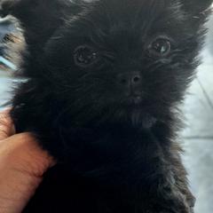 Boy 4 - male Mi-Ki puppy in San Francisco, California from Moonstone miki's