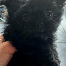 Boy 4 - male Mi-Ki puppy in San Francisco, California from Moonstone miki's