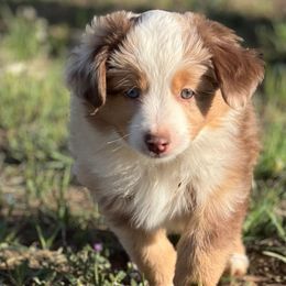 Leo - Red merle Miniature Australian Shepherd puppy in Texas from Rockin' A Miniatures