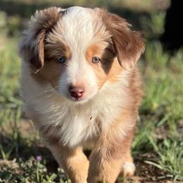 Leo - Red merle Miniature Australian Shepherd puppy in Texas from Rockin' A Miniatures