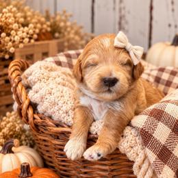 Truffle - Red  female Goldendoodle puppy in Atwood, Oklahoma from Luxe Doodle Haven
