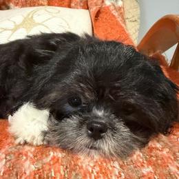 George - Black and white male Shih Tzu puppy in Lexington, North Carolina from SCS Shih Tzus