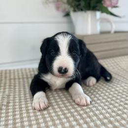 Pebble Beach - White and black female Bordoodle puppy in Valley Center, California from Circle R Valley Bordoodls