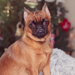 Alice - Brussels Griffon