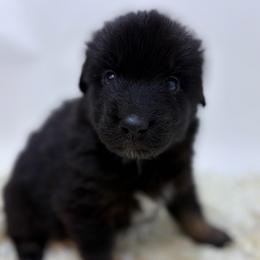 Koda - Black Collar - Black male Australian Shepherd puppy in San Marcos, California from Faith Family Freedom Farm