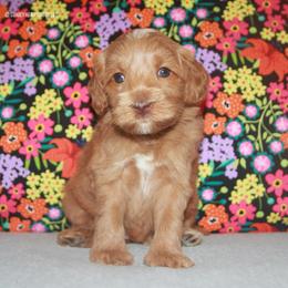 Lilac - Caramel female Australian Labradoodle puppy in Hackettstown, New Jersey from Sunny Heart Doodles